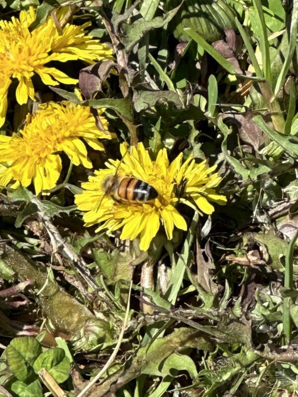 A bee is collecting nectar for honey from a vibrant yellow dandelion amidst grass and leaves.